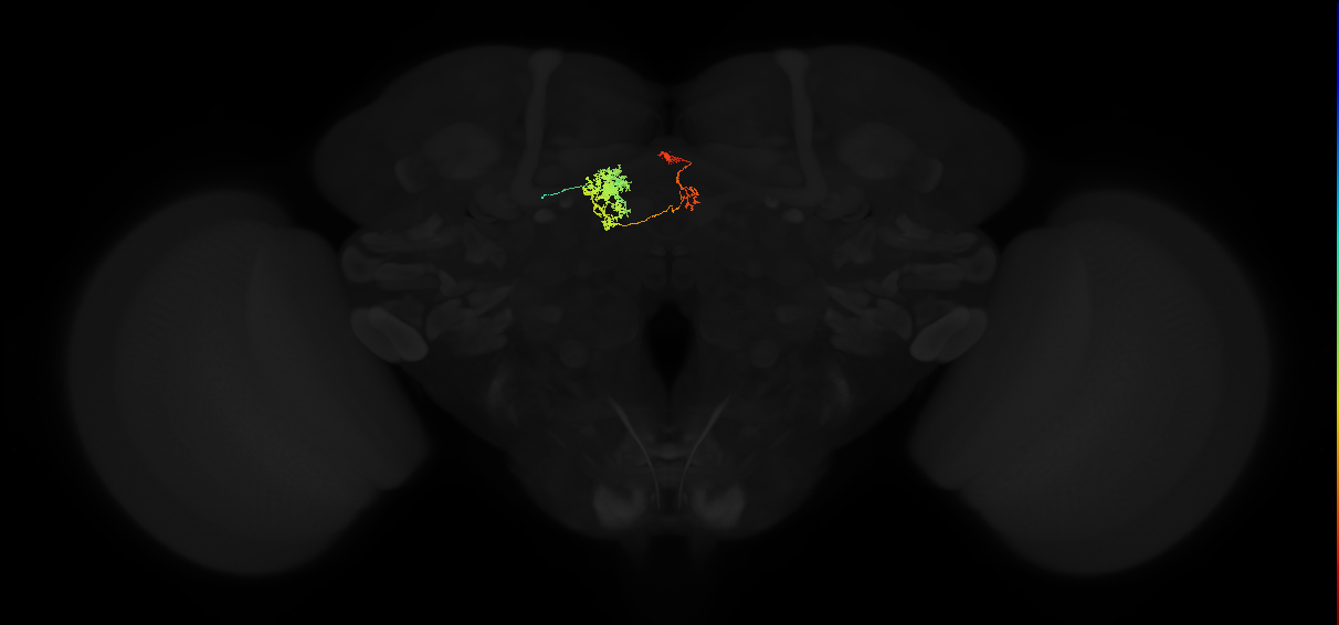 protocerebral bridge glomerulus 2-fan-shaped body-ventral gall surround neuron