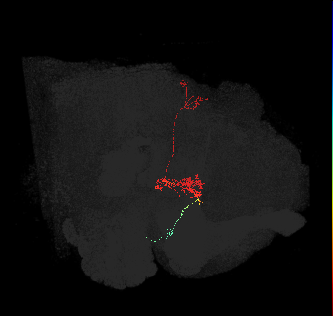 protocerebral bridge glomerulus 9-fan-shaped body-ventral gall surround neuron