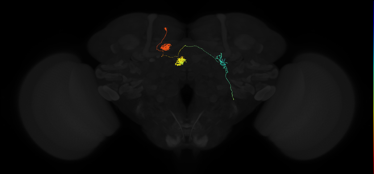 protocerebral bridge glomerulus 5-fan-shaped body layer 2-lateral accessory lobe-crepine neuron