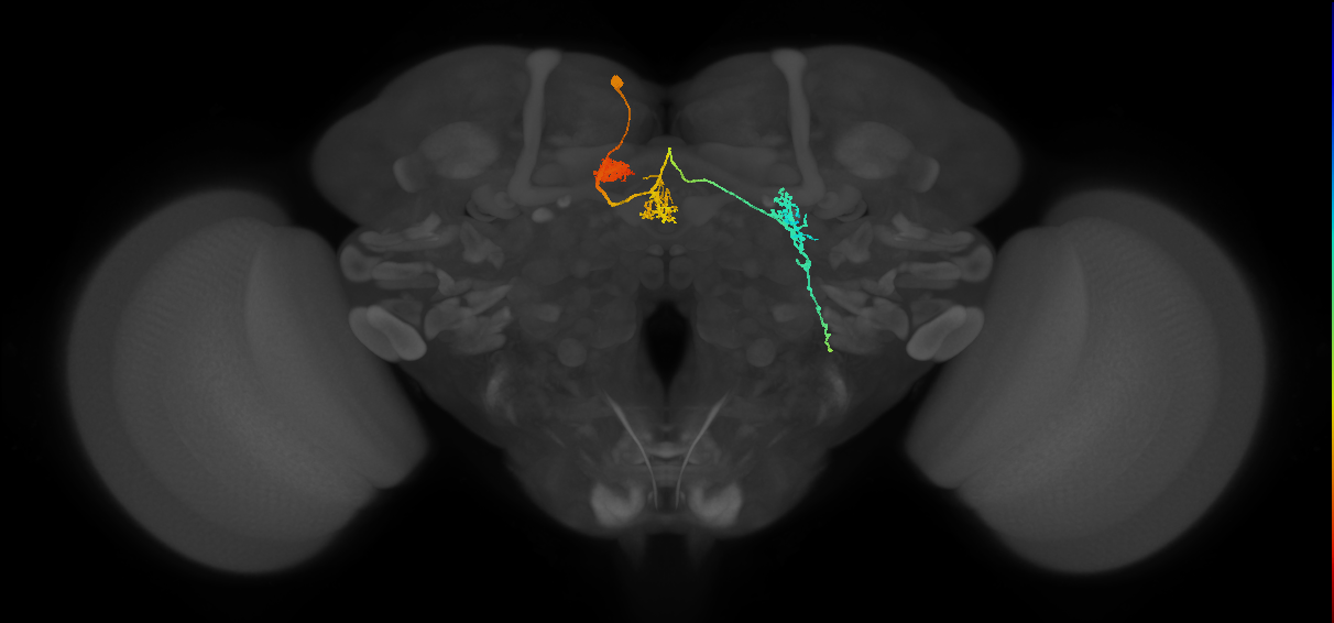 PFL1(PB12a)_L4_C5 (FlyEM-HB:5813041365)