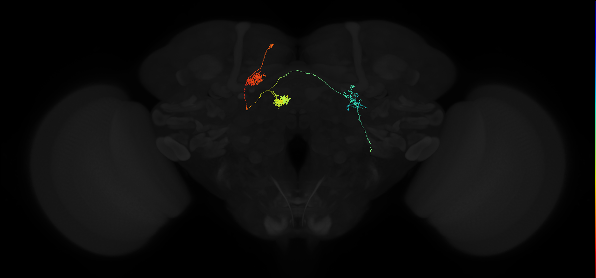 protocerebral bridge glomerulus 6-fan-shaped body layer 2-lateral accessory lobe-crepine neuron