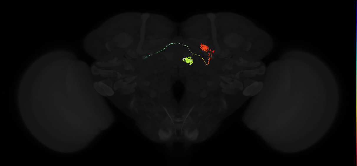 protocerebral bridge glomerulus 6-fan-shaped body layer 2-lateral accessory lobe-crepine neuron