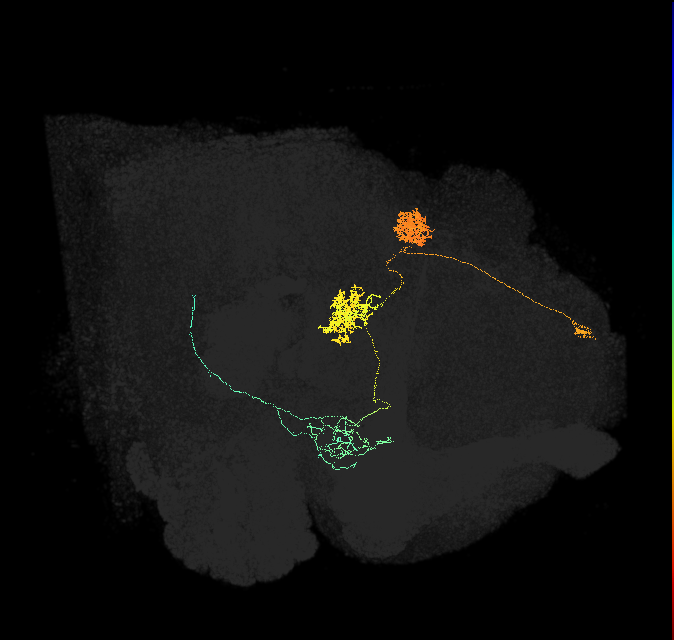 PFL1(PB12a)_L2_C3 (FlyEM-HB:481121605)