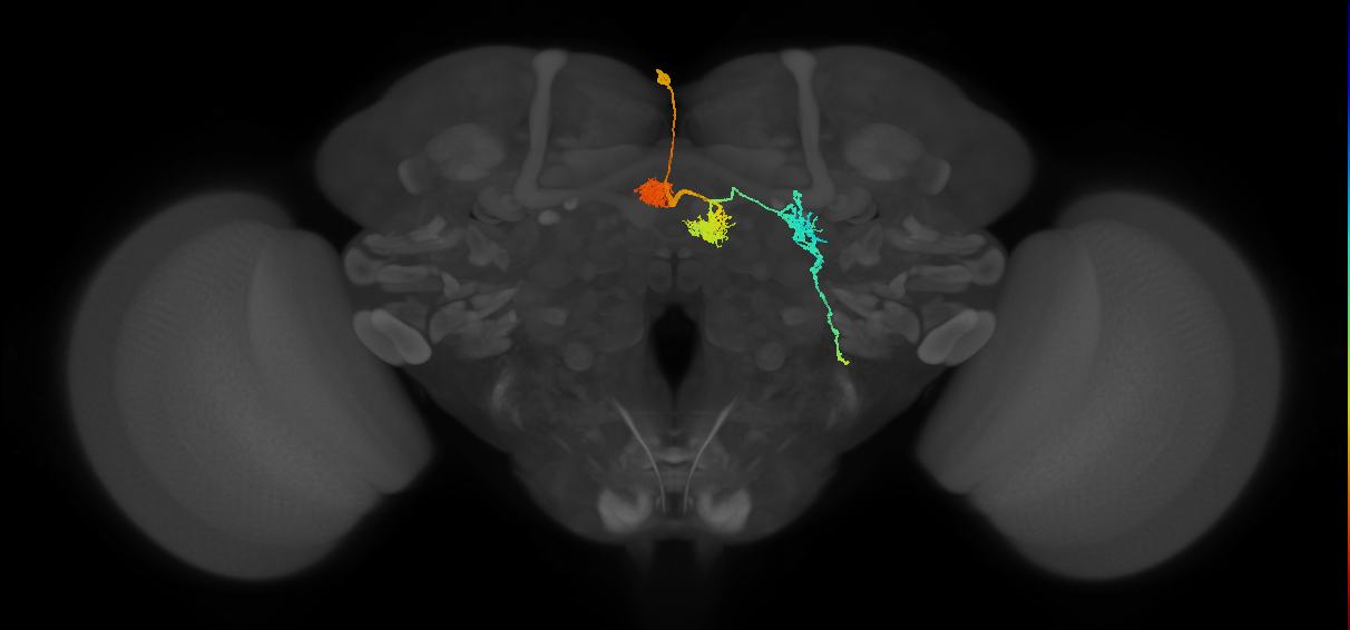 PFL1(PB12a)_L2_C3 (FlyEM-HB:481121605)