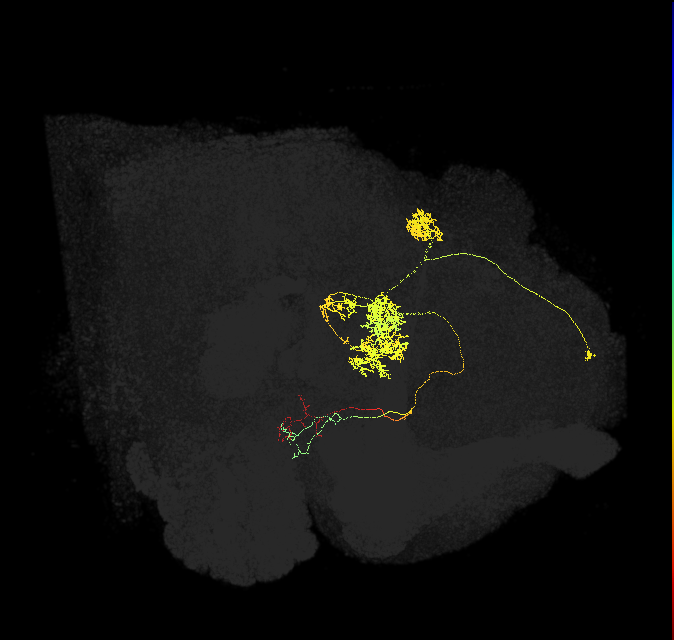 PFL2(PB12b)_R3_C3 (FlyEM-HB:948333783)