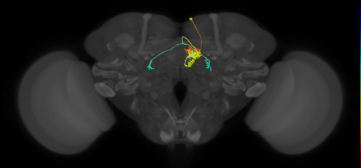 PFL2(PB12b)_R3_C3 (FlyEM-HB:948333783)