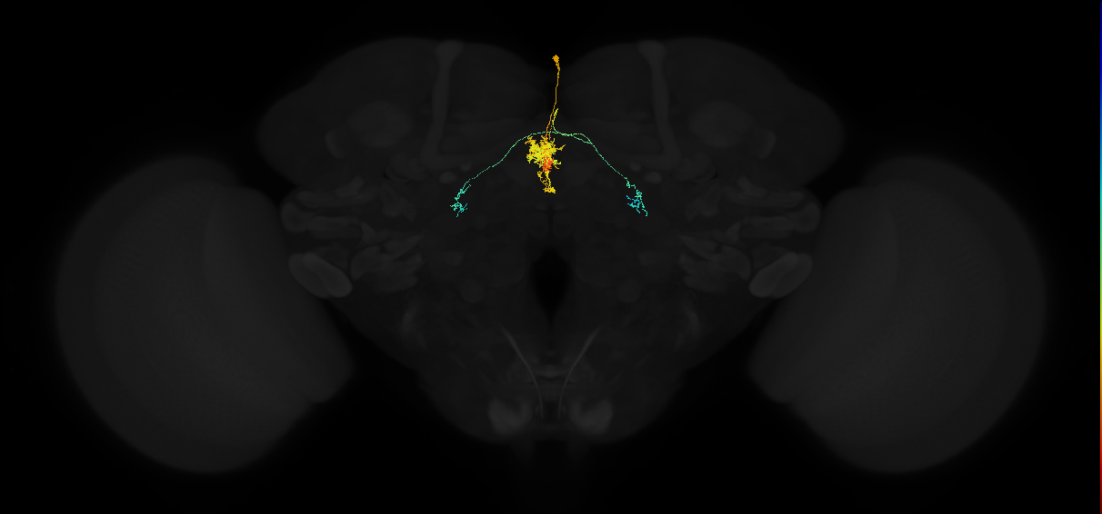 adult protocerebral bridge glomerulus 1-fan-shaped body layers 4 and 5-bilateral lateral accessory lobe neuron