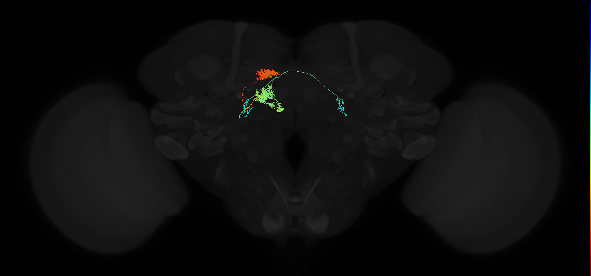 adult protocerebral bridge glomerulus 5-fan-shaped body layers 4 and 5-bilateral lateral accessory lobe neuron