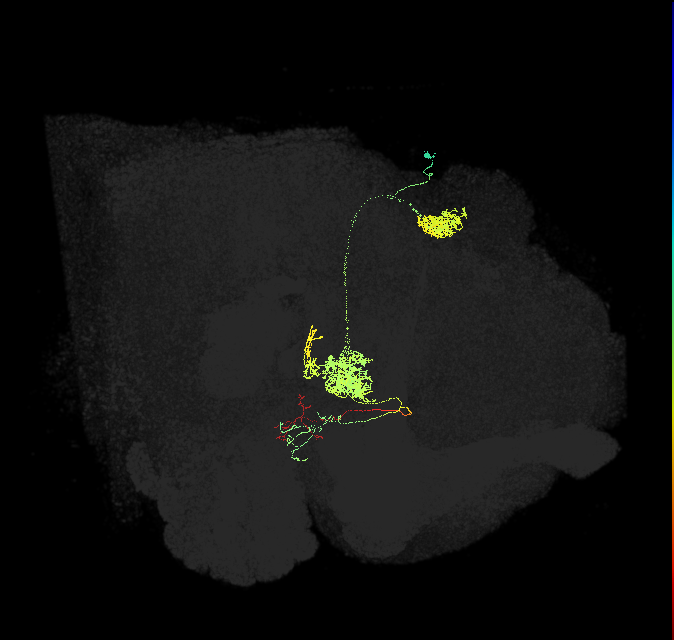 adult protocerebral bridge 1 glomerulus-fan-shaped body layers 4 and 5-bilateral lateral accessory lobe neuron