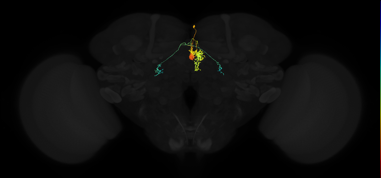adult protocerebral bridge glomerulus 1-fan-shaped body layers 4 and 5-bilateral lateral accessory lobe neuron