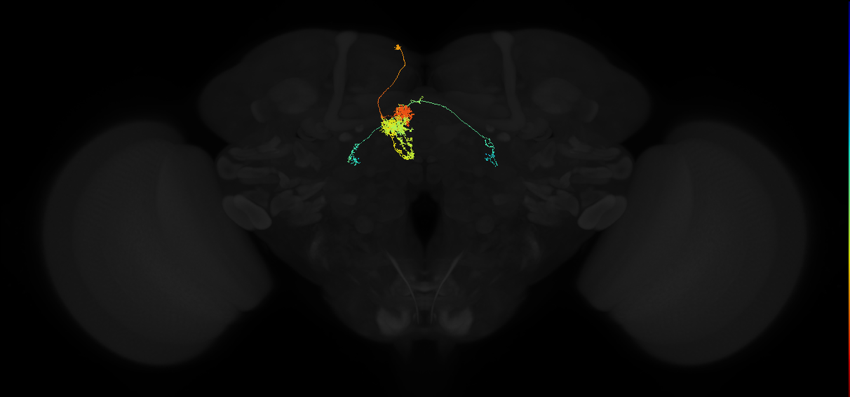 adult protocerebral bridge glomerulus 3-fan-shaped body layers 4 and 5-bilateral lateral accessory lobe neuron
