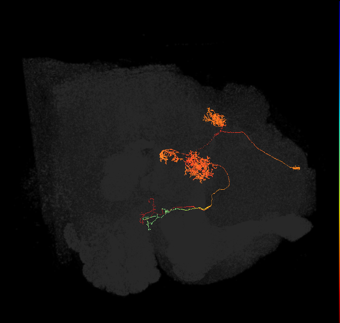 PFL2(PB12b)_L3_C7 (FlyEM-HB:979752365)