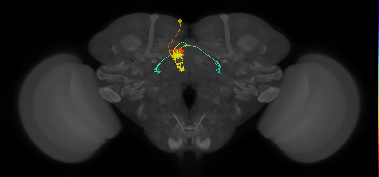 PFL2(PB12b)_L3_C7 (FlyEM-HB:979752365)
