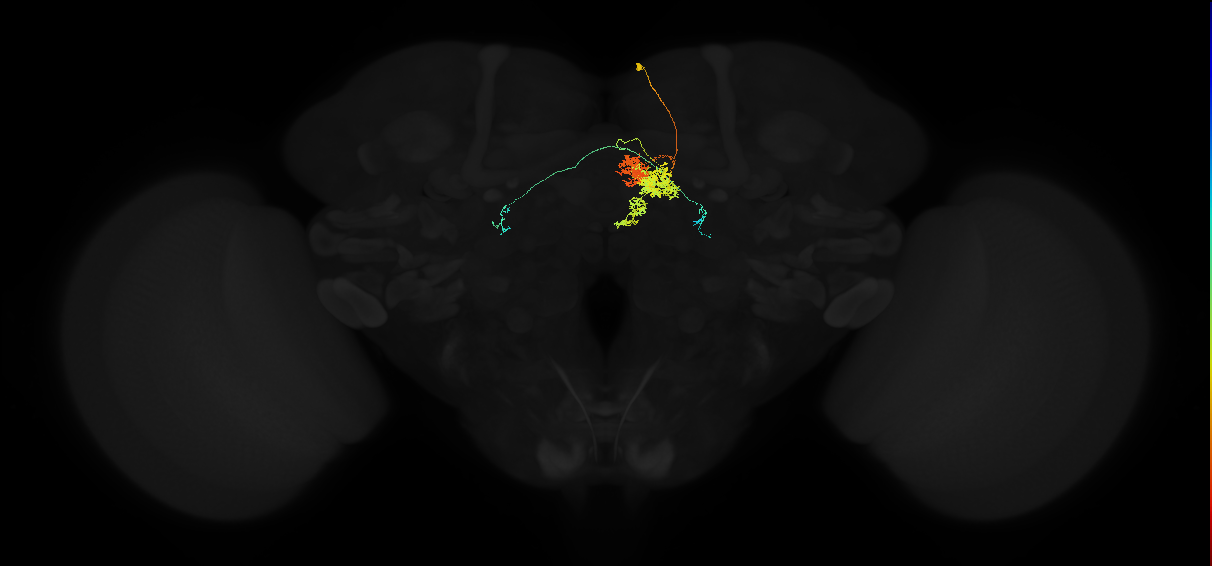 adult protocerebral bridge glomerulus 3-fan-shaped body layers 4 and 5-bilateral lateral accessory lobe neuron