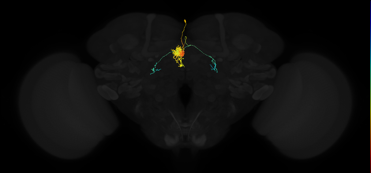 adult protocerebral bridge glomerulus 2-fan-shaped body layers 4 and 5-bilateral lateral accessory lobe neuron