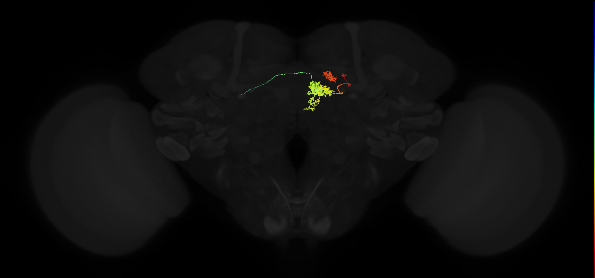 adult protocerebral bridge glomerulus 5-fan-shaped body layers 4 and 5-unilateral lateral accessory lobe neuron