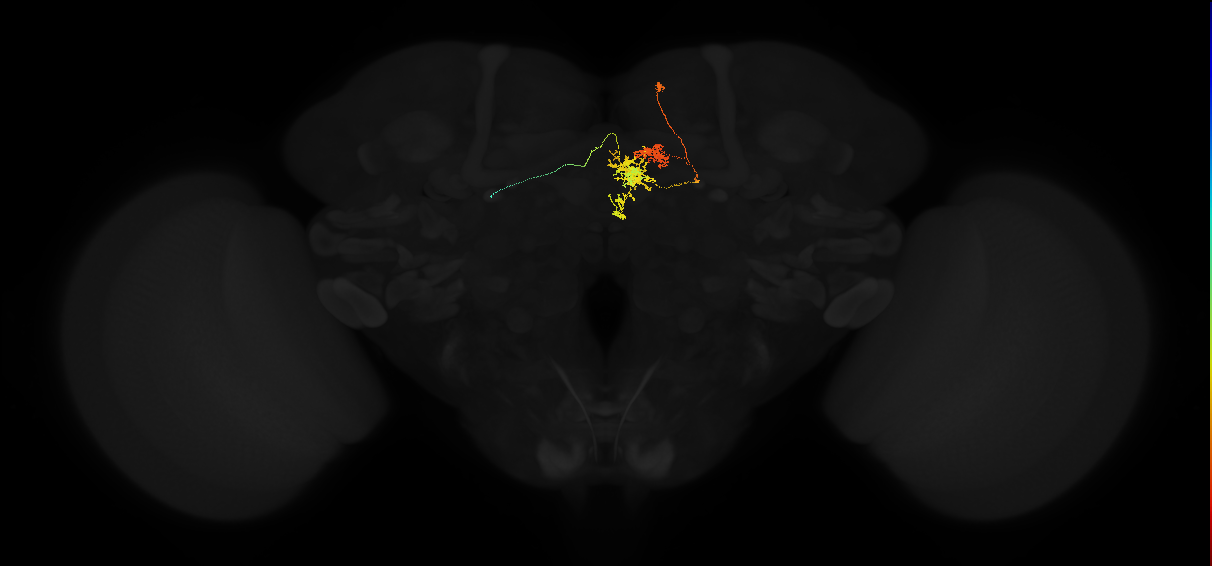 adult protocerebral bridge glomerulus 4-fan-shaped body layers 4 and 5-unilateral lateral accessory lobe neuron