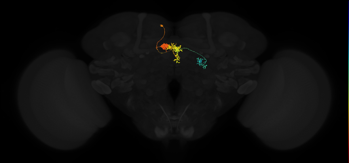 adult protocerebral bridge glomerulus 3-fan-shaped body layers 4 and 5-unilateral lateral accessory lobe neuron