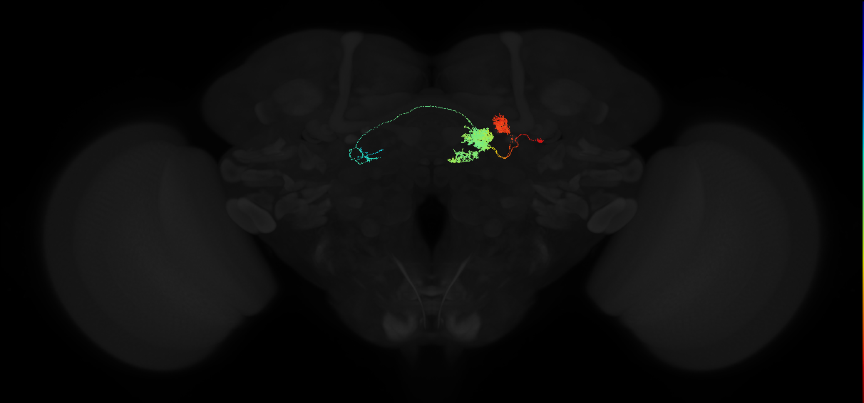 adult protocerebral bridge 1 glomerulus-fan-shaped body layers 4 and 5-unilateral lateral accessory lobe neuron