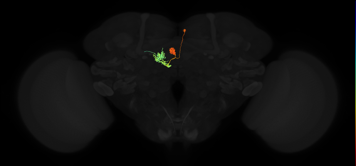adult protocerebral bridge glomerulus 2-ipsilateral fan-shaped body layers 4 and 5-unilateral lateral accessory lobe neuron