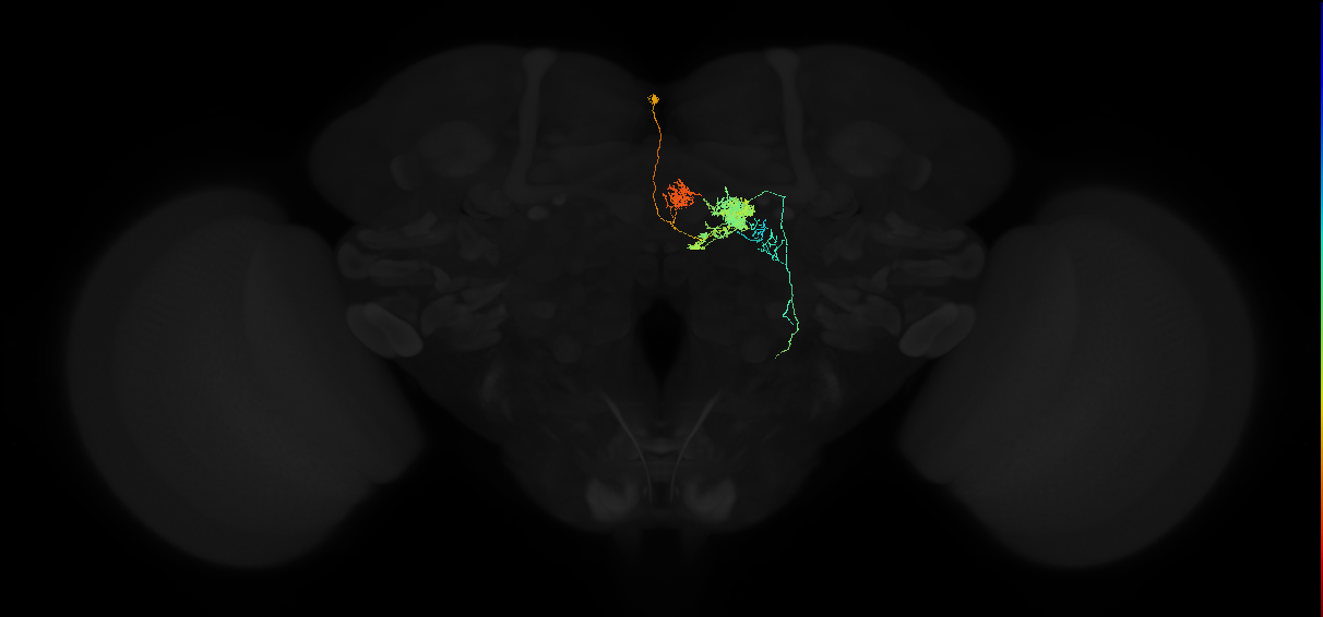 adult protocerebral bridge glomerulus 2-ipsilateral fan-shaped body layers 4 and 5-unilateral lateral accessory lobe neuron