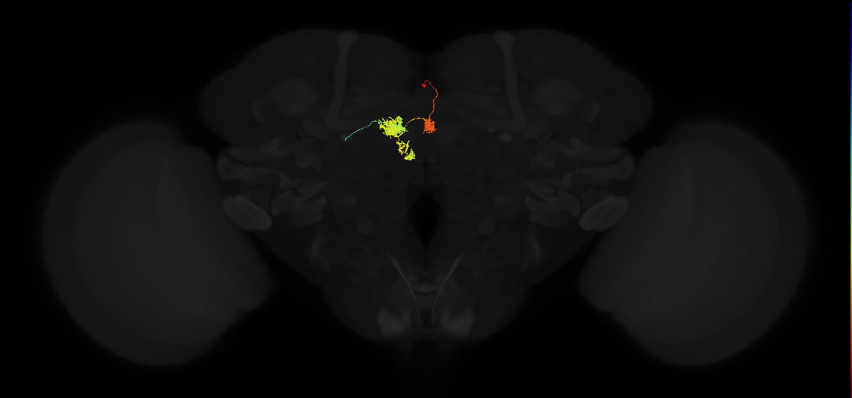 adult protocerebral bridge glomerulus 1-fan-shaped body layers 4 and 5-unilateral lateral accessory lobe neuron