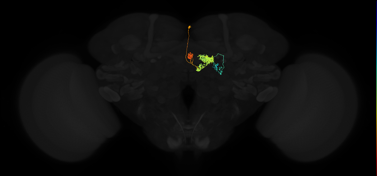 adult protocerebral bridge glomerulus 1-ipsilateral fan-shaped body layers 4 and 5-unilateral lateral accessory lobe neuron