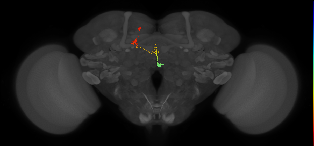 PFNa(PB03)_L6_C5 (FlyEM-HB:601216096)