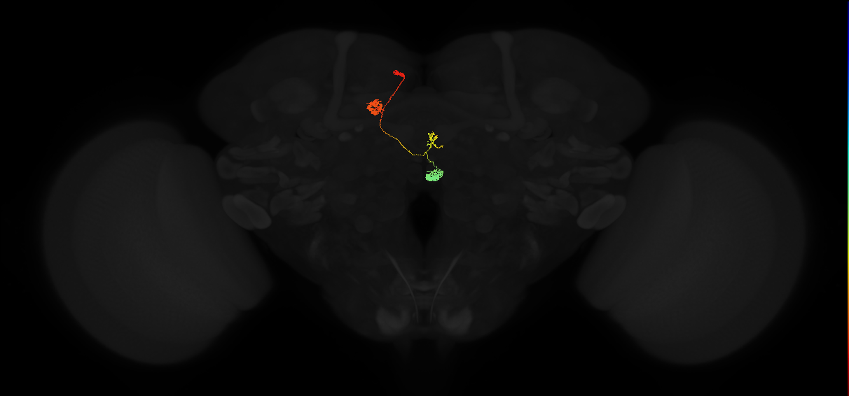 protocerebral bridge glomerulus 5-fan-shaped body-nodulus 3 anterior domain neuron