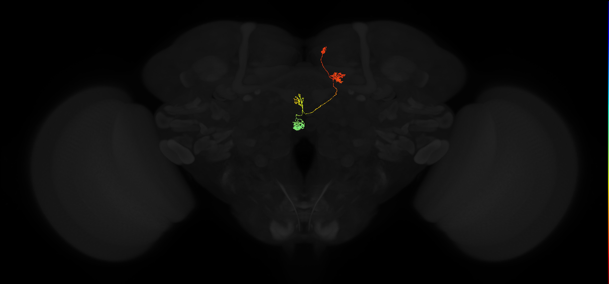 protocerebral bridge glomerulus 5-fan-shaped body-nodulus 3 anterior domain neuron