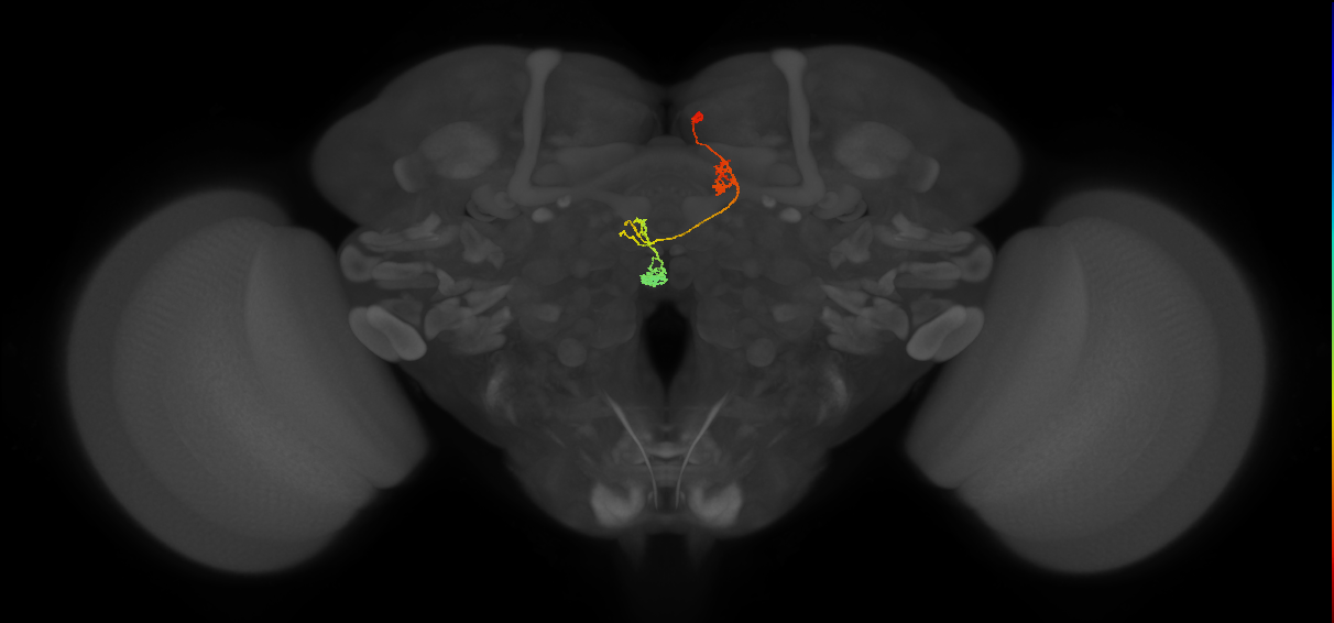 PFNa(PB03)_R4_C7 (FlyEM-HB:849763224)