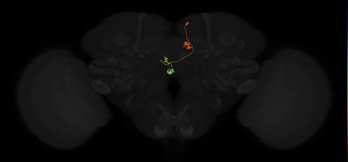 protocerebral bridge glomerulus 4-fan-shaped body-nodulus 3 anterior domain neuron