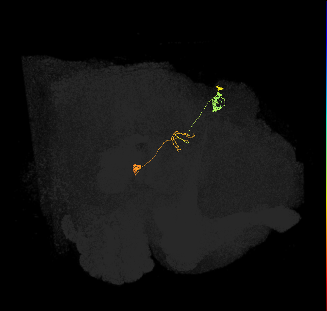 protocerebral bridge glomerulus 6-fan-shaped body-nodulus 3 anterior domain neuron