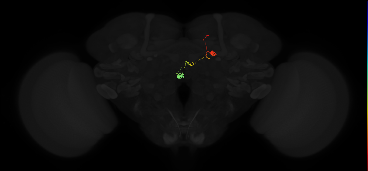 protocerebral bridge glomerulus 7-fan-shaped body-nodulus 3 anterior domain neuron