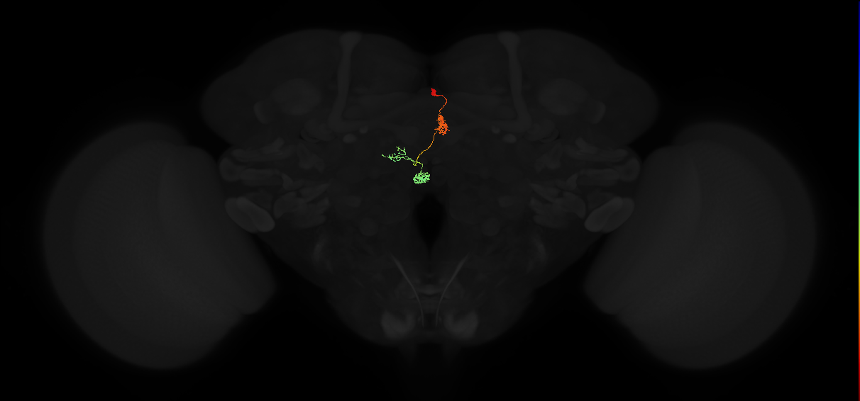 protocerebral bridge glomerulus 2-fan-shaped body-nodulus 3 anterior domain neuron