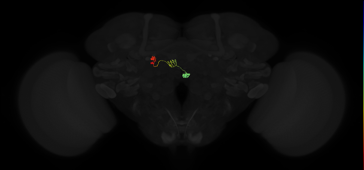 protocerebral bridge 1 glomerulus-fan-shaped body-nodulus 3 anterior domain neuron