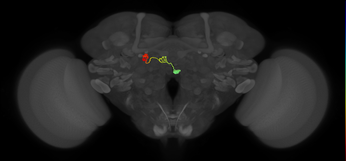 PFNa(PB03)_L8_C7 (FlyEM-HB:1443268440)