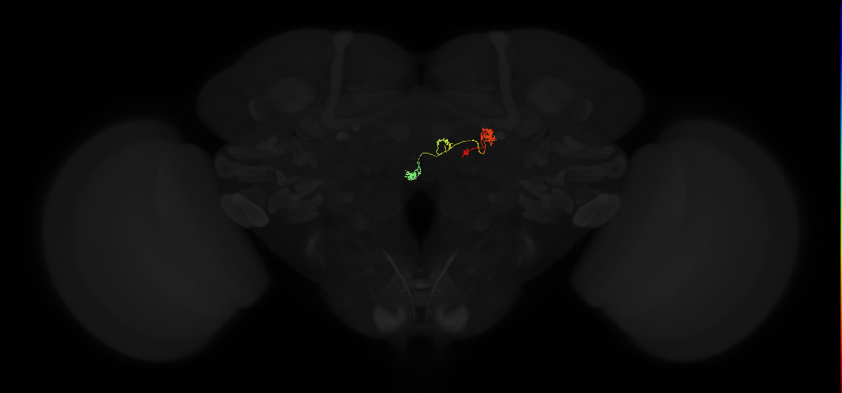 protocerebral bridge glomerulus 8-fan-shaped body-nodulus 3 anterior domain neuron