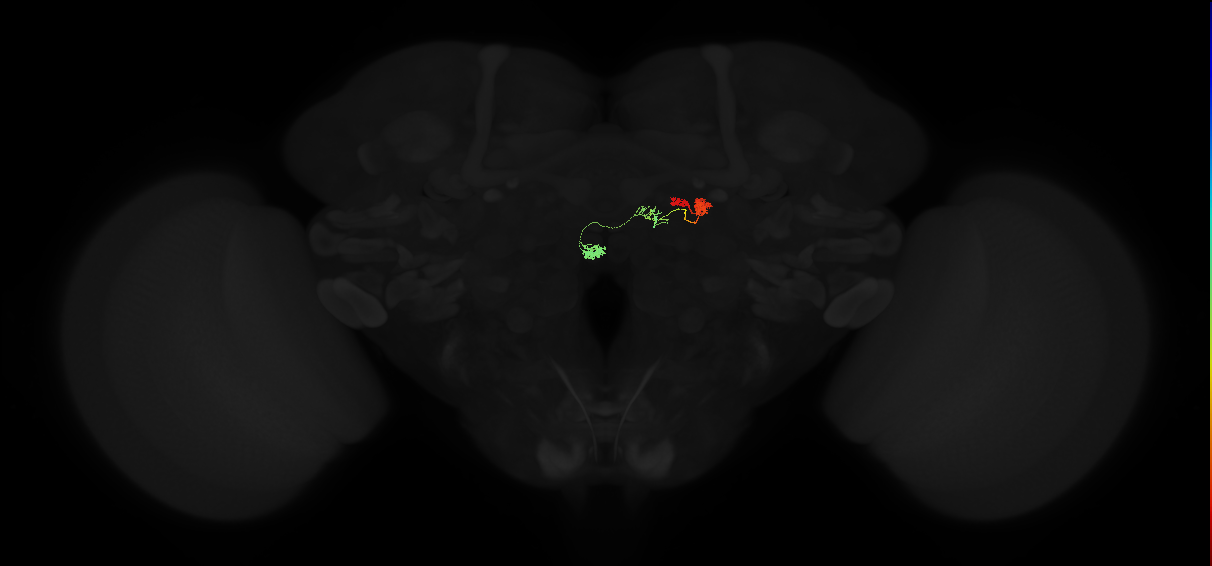 adult protocerebral bridge glomerulus 9-fan-shaped body-nodulus neuron