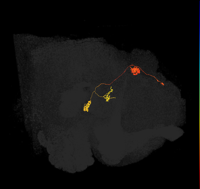protocerebral bridge glomerulus 4-fan-shaped body-nodulus 2 dorsal domain neuron