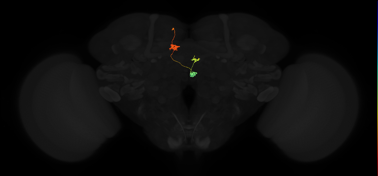 protocerebral bridge glomerulus 4-fan-shaped body-nodulus 2 dorsal domain neuron