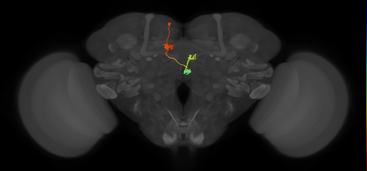 PFNd(PB04)_L4_C3 (FlyEM-HB:633943192)