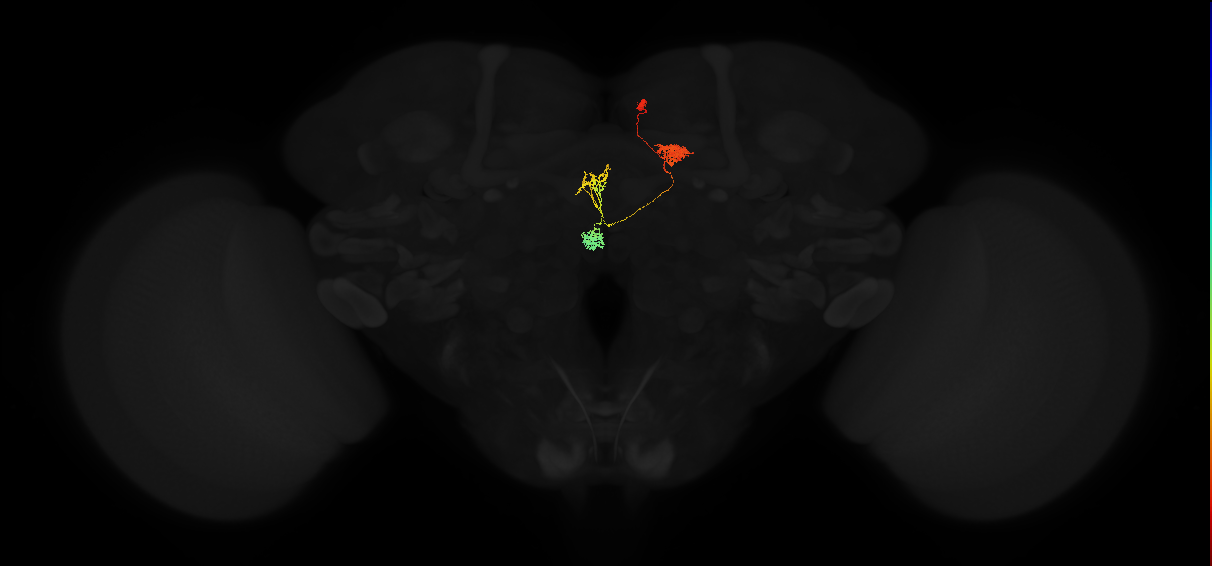 protocerebral bridge glomerulus 5-fan-shaped body-nodulus 2 dorsal domain neuron