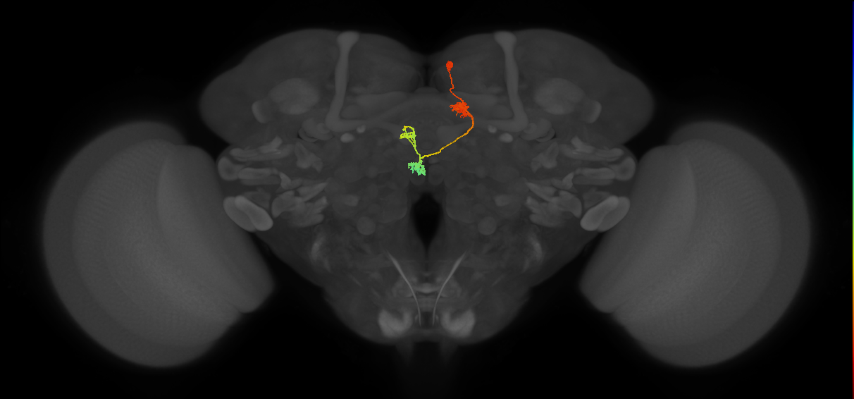 PFNd(PB04)_R4_C7 (FlyEM-HB:850104005)