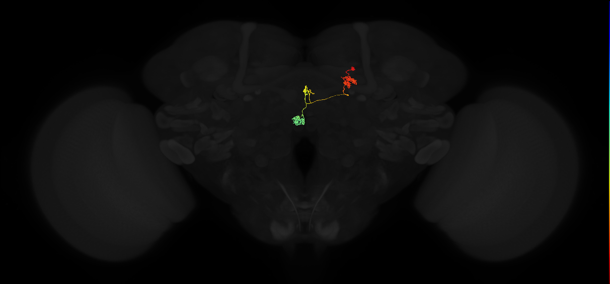 protocerebral bridge glomerulus 6-fan-shaped body-nodulus 2 dorsal domain neuron