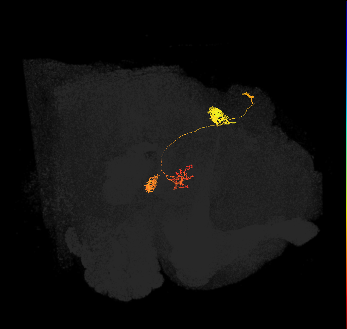 protocerebral bridge glomerulus 3-fan-shaped body-nodulus 2 dorsal domain neuron