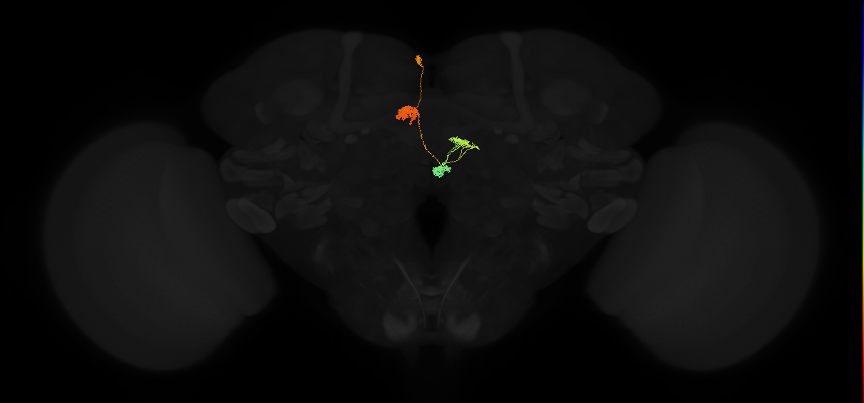 protocerebral bridge glomerulus 3-fan-shaped body-nodulus 2 dorsal domain neuron