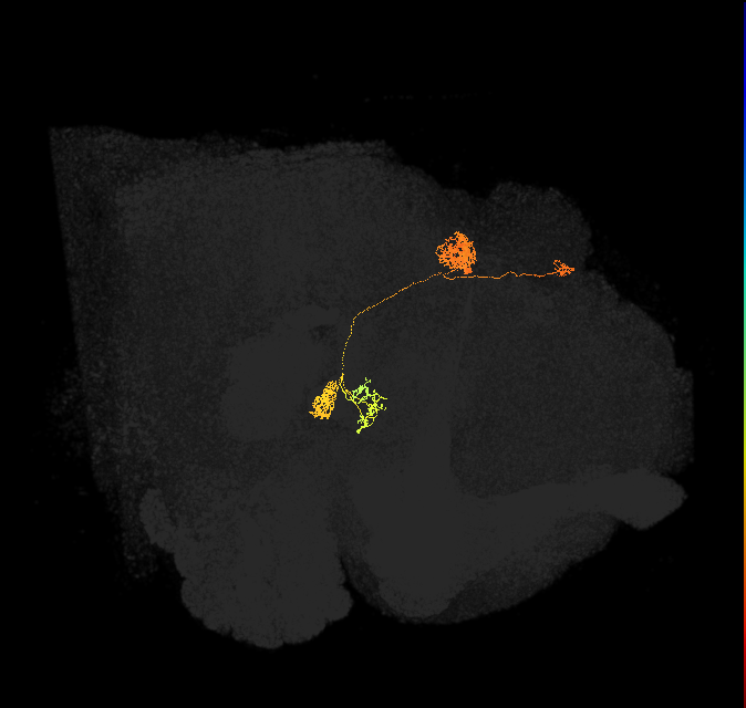 protocerebral bridge glomerulus 2-fan-shaped body-nodulus 2 dorsal domain neuron