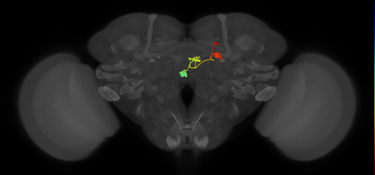 PFNd(PB04)_R7_C3 (FlyEM-HB:1002848124)