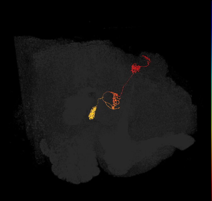 protocerebral bridge glomerulus 7-fan-shaped body-nodulus 2 dorsal domain neuron